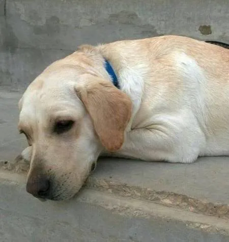 Justice for Mili the Dog