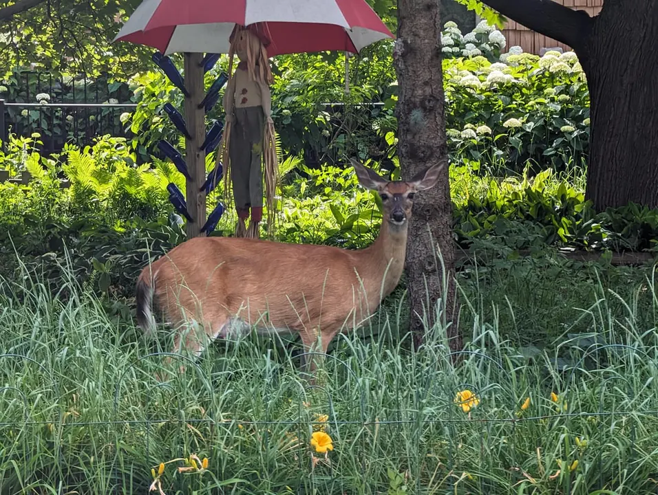 Urban Archery Deer Program - Durham, NC