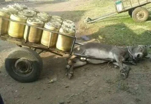 STOP DONKEY ABUSE NOW