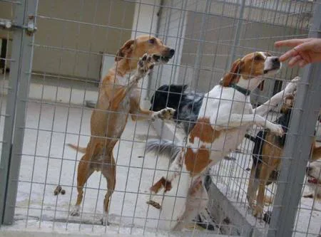 SAY NO TO THE CLOSURE OF THE ANIMAL WELFARE SHELTER OF PATRAS UNIVERSITY
