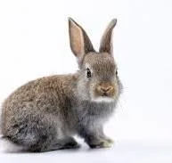 Help save our animals from non cruelty free brands