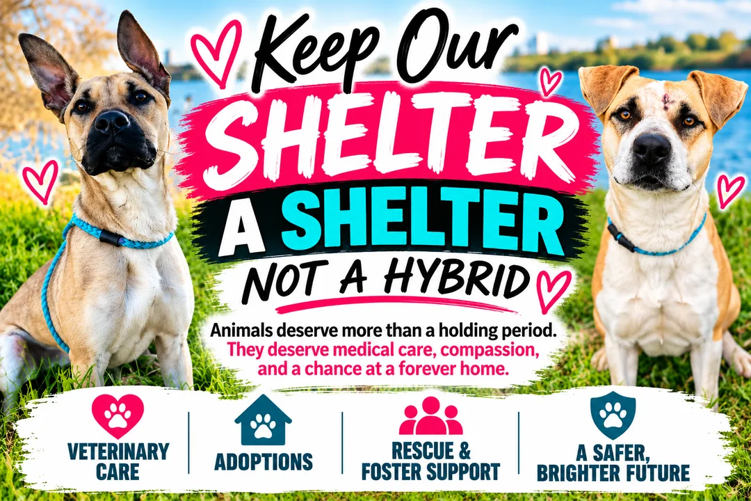 Keep the TCAS a Shelter