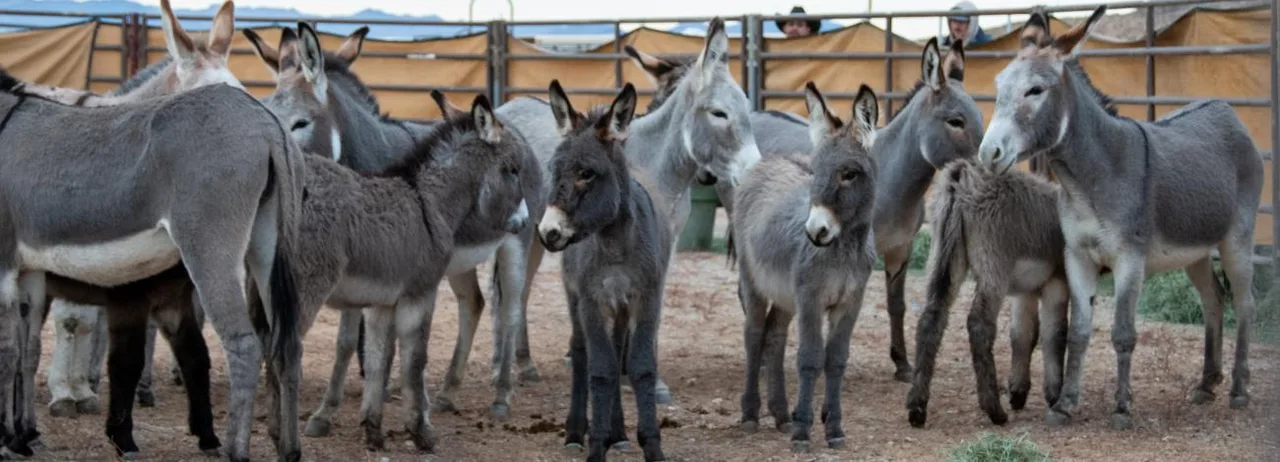 Americans in support of the Black Mountain Burros