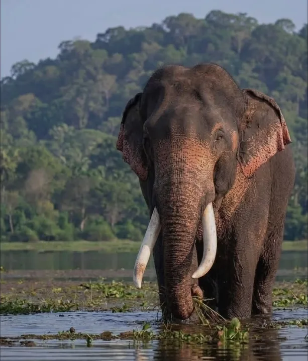කාවන්තිස්ස ඇත් රජු වෙනුවෙන් යුක්තිය ඉටු කරනු! මරණයට හේතුව සො