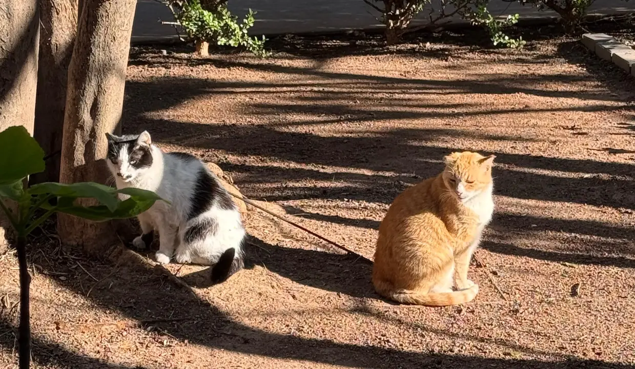 Petition of Support for Mimi, Morris and Mookie's Home Base