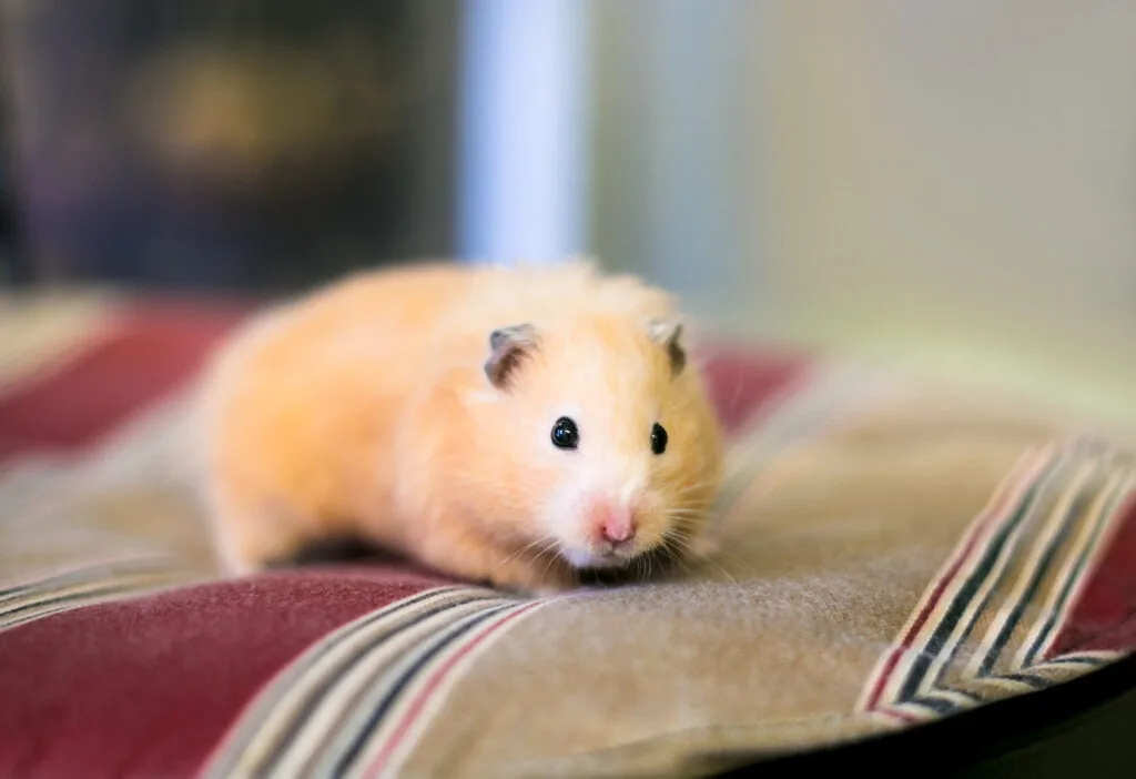 Let me get a hamster.
