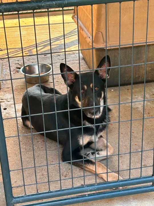 Petition for Animal Shelter Panola County MS