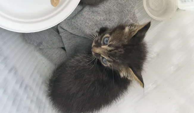 Mission Keep the Kittens