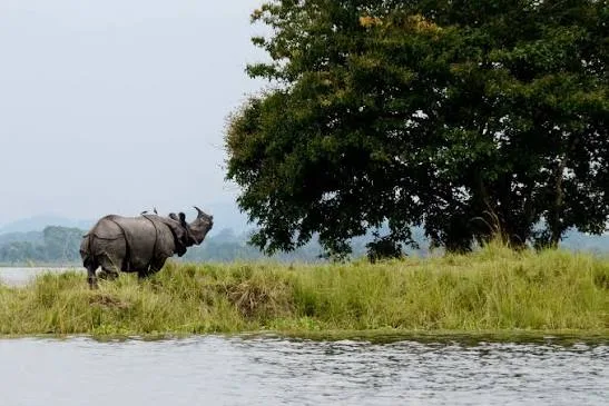 🦏 SAVE KAZIRANGA — DON’T TRADE A WILDLIFE LEGACY FOR LUXURY