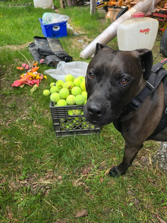 Bring Shiloh Home