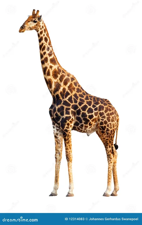 Giraffes