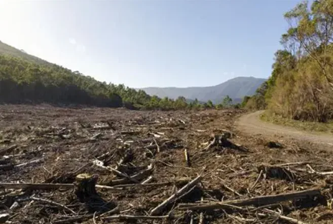 Stronger laws for responsible forest management