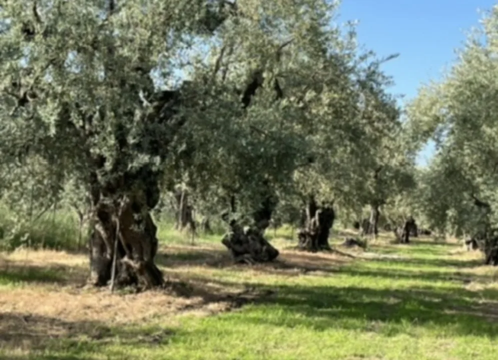 Καταψήφιση της ΜΠΕ Πεδινής Χάραξης Περιφερειακού
