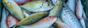 Start fishing to stop world hunger!