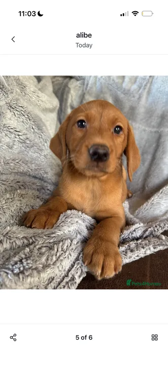 Puppy Petition