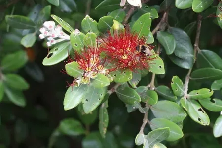Save our Pohutukawa Tree