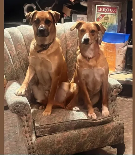 Demand an investigation as to Copper and Oscars whereabouts